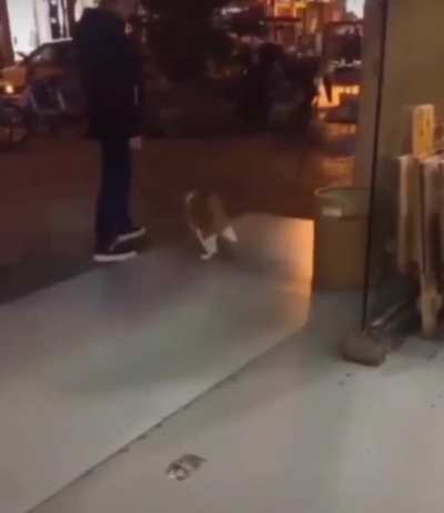 Don&rsquo;t disturb my moonwalk hooman!