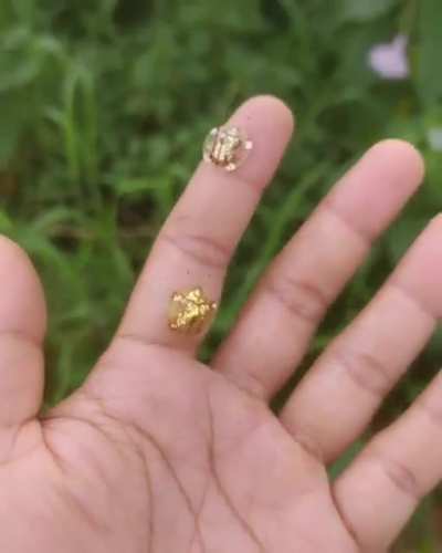Gold bugs found in India 🔥