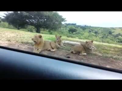 Lion: "My Uber Eats is here"