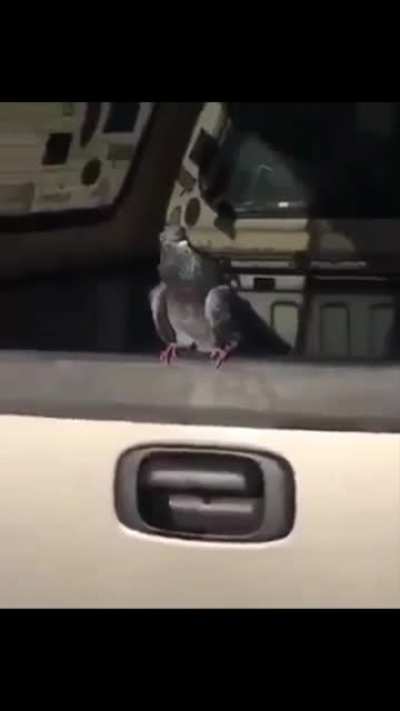 Pijon