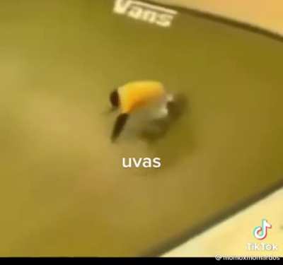 Uvas