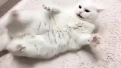 "Hey uh yeah about that cat..."