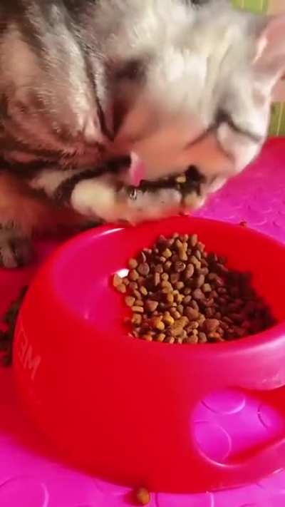 Hand (Paw) food