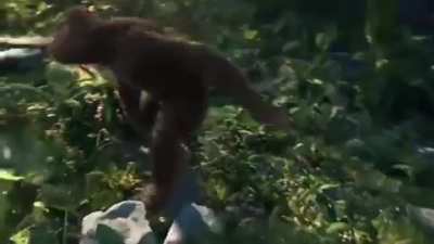 Monke