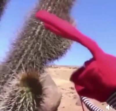 Cactus Do That