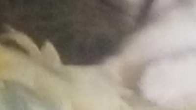 Take a look at that cat.