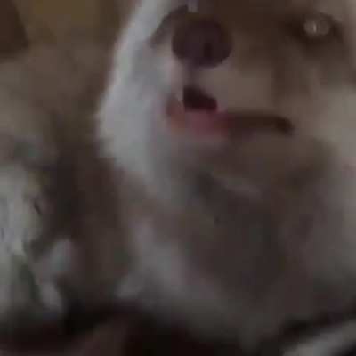 fox do a screm