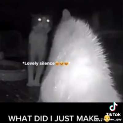Edited cat fight