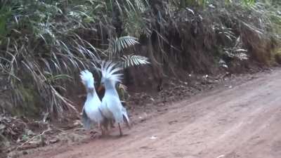 A Kagu bird on the brink of extinction meets its own kind