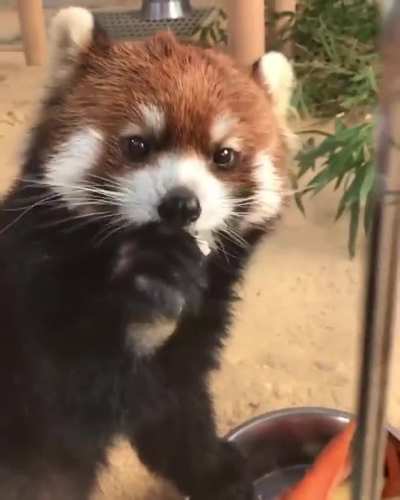 Panda eating &amp;lt;3