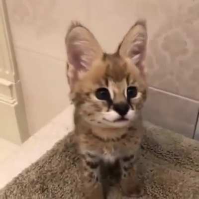 Котики