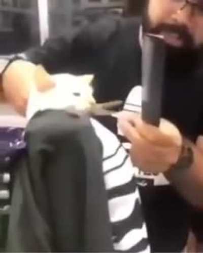 Gato corte