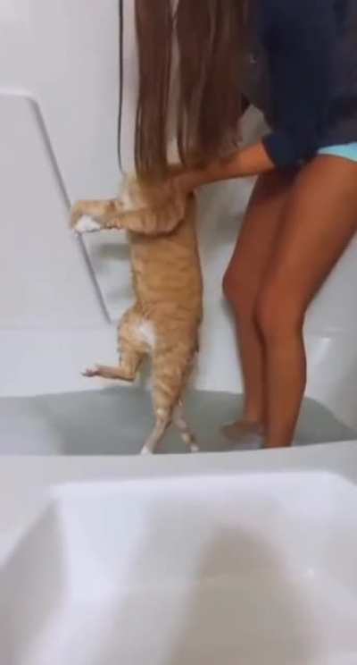 Dunk the cat.