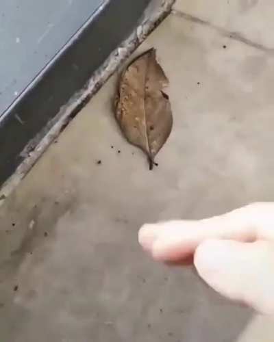 I can't tell if it's alive or not...