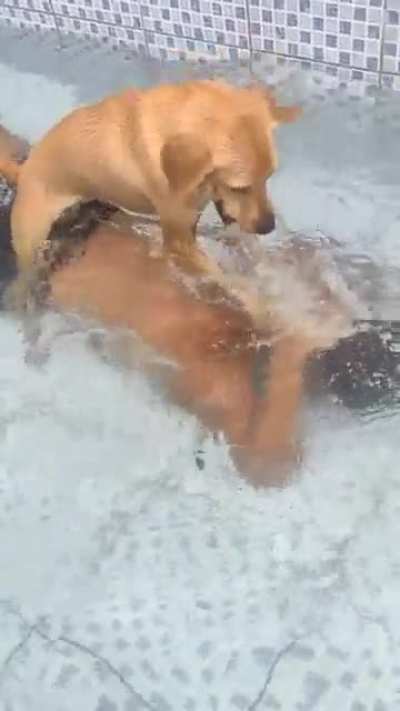 &ldquo;Dogs are man&rsquo;s best friend&rdquo; The dog: