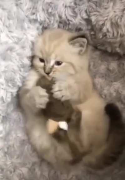 Furrocious floof Friday