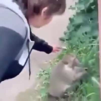 What an adorable monkey