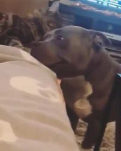 His friend's licks make him very happy