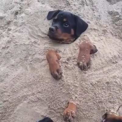 Woof_IRL