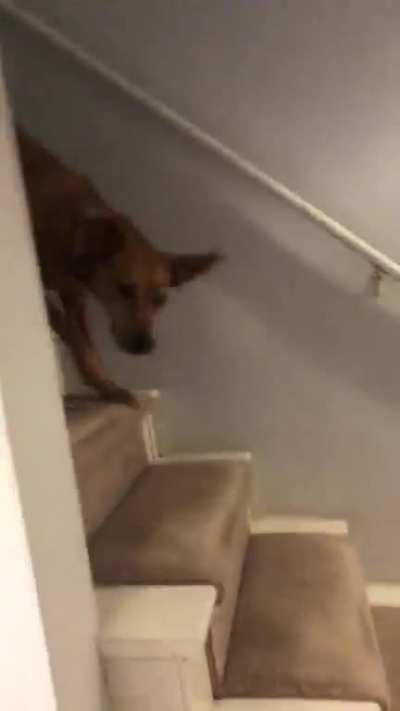 My dog has been sneaking downstairs and eating the cat food. Today I sat and waited for her to come down