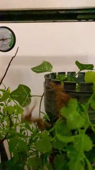 Preparing for gecko&rsquo;s olympic games
