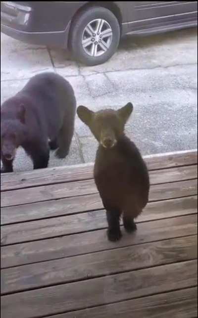 Curious and adorable