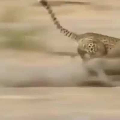 Good cat