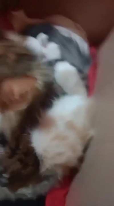 Mamá gata limpiando al puma