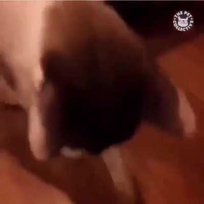 KITTY NOOO
