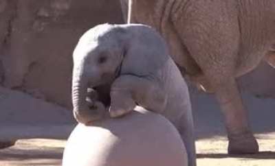Cute baby elephant playing with a ball