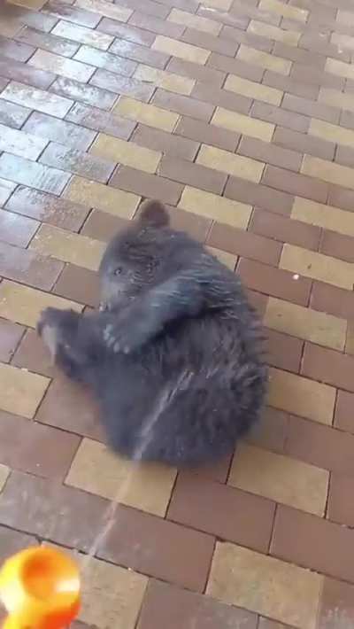 Don&rsquo;t forget to water your bears