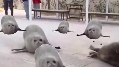 seels