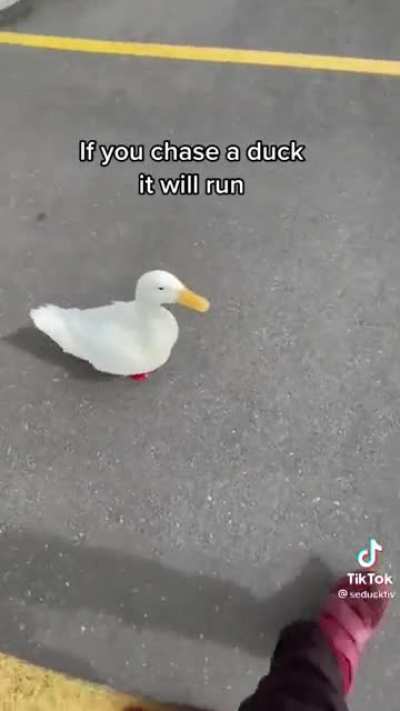 How to pick up a duck - part 3