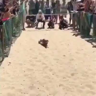 Worlds Best Puppy Race