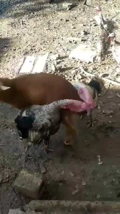 The Peacemaker Lamb