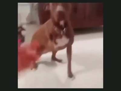 Tadinho do doginho 😭😭😭