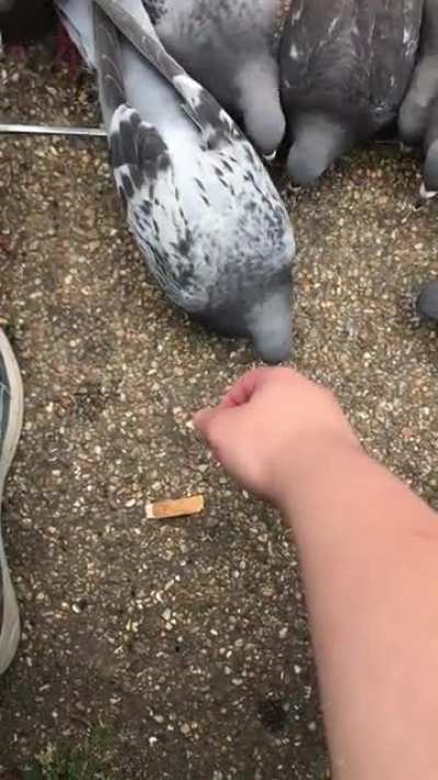 Pigeons don&rsquo;t care about anything