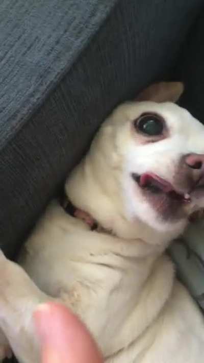 DON&rsquo;T TOUCH ME THERE HOOMAN