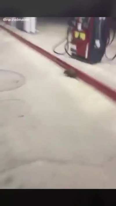 MonkaW