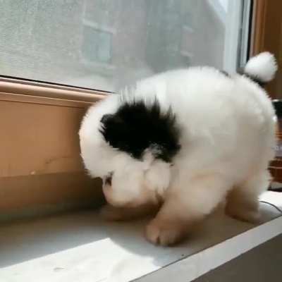 NOO MATI SE CONVIRTI&Oacute; EN UN PERRITO