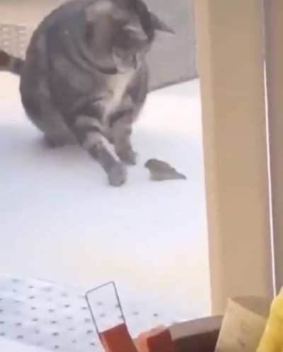 Cat and bird
