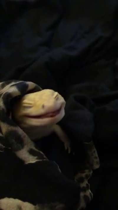 The geckos started their annual deworming today! Kaiju apparently thinks his medicine tastes bad. Yuck!
