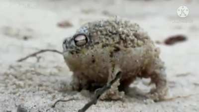 Angry Squeaking Nakazato