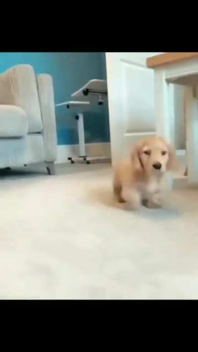 Happy little boi
