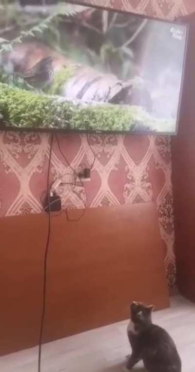 Decided to show my cat some "Cat TV" ...