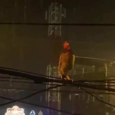 Yo