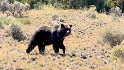 Grizzly looks both ways before crossing the highway! She&rsquo;s so smart!!