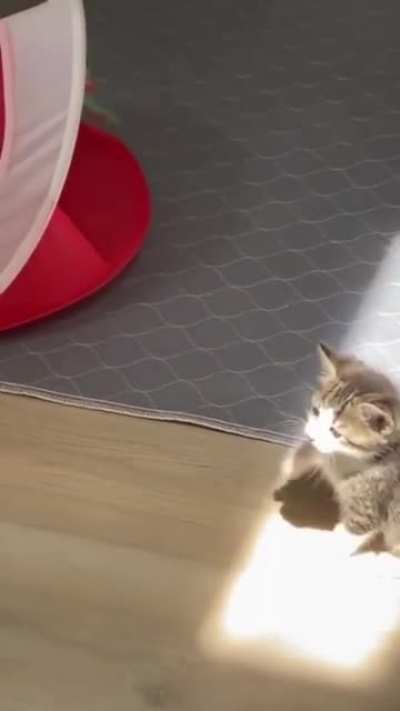 Kitten&rsquo;s first sunbeam