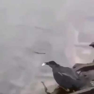 A heron uses bread crumb as a bait for fishing