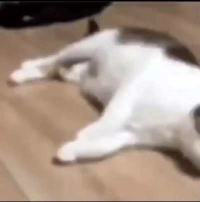 Gato drybones